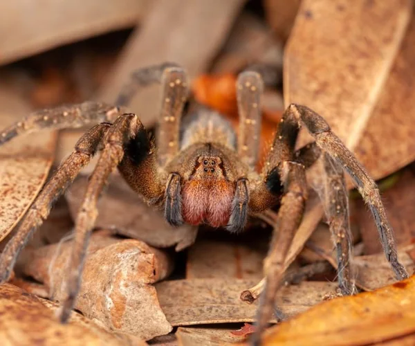 Aranha-armadeira (Phoneutria) entre folhas secas