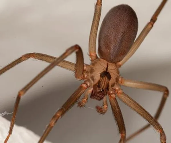 Aranha-marrom (Loxosceles), aranha peçonhenta combatida pela Unicontrol