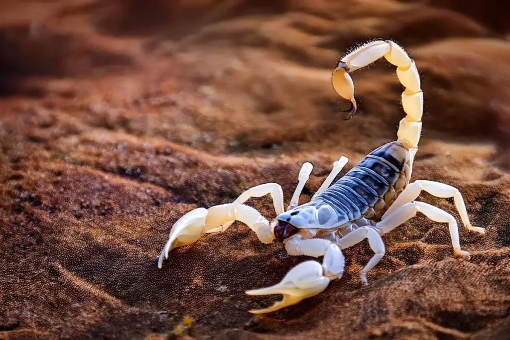 Escorpião sobre solo de terra, animal peçonhento combatido pelo controle de aranhas e escorpiões da Unicontrol