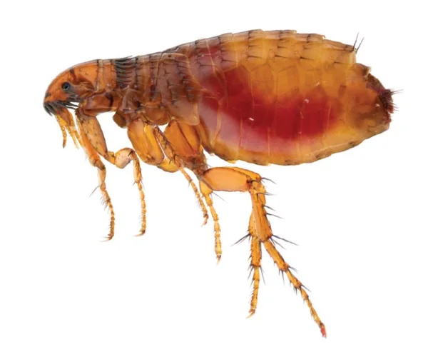 Pulga-de-cachorro (Ctenocephalides canis) em fundo branco